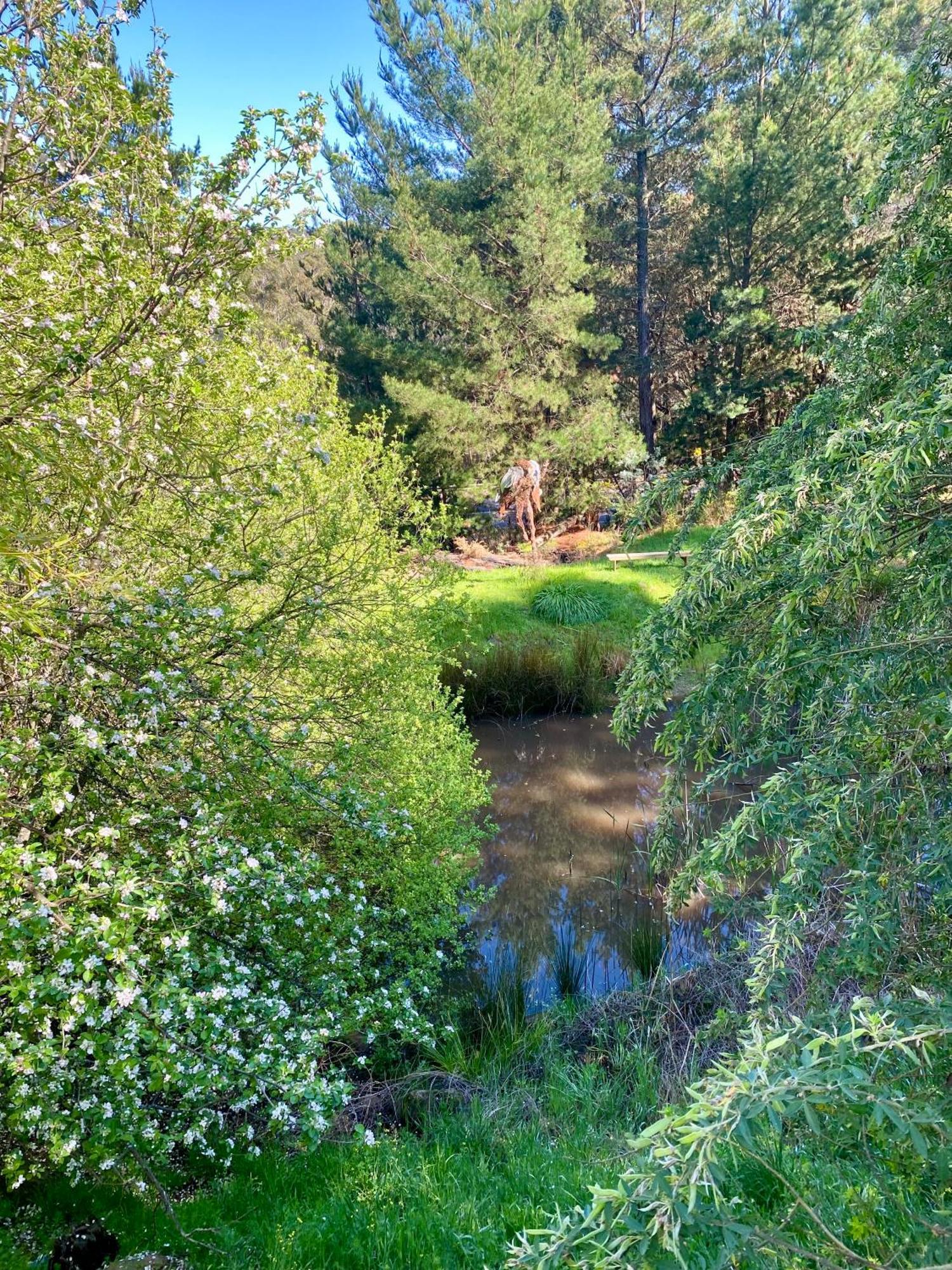Sutton Spring Art Retreats Daire Daylesford Oda fotoğraf